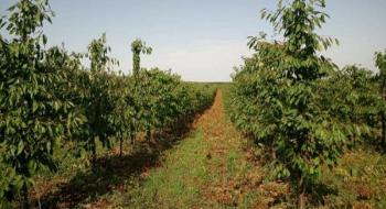 Буковинський фермер вирощуватиме яблука за допомогою новітніх технологій Рис.1