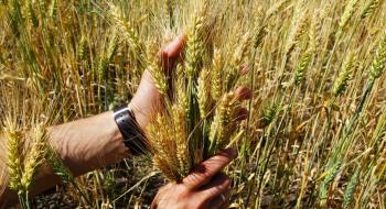 Ціна на зернові всередині України буде врівноважена – Тарас Висоцький Рис.1