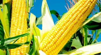 Ціни на кукурудзу залишаються під впливом відновлення поставок з України Рис.1