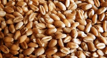 ФАО забезпечить українських фермерів насінням озимої пшениці Рис.1