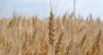 ІМК отримала рекордну врожайність пшениці Рис.1