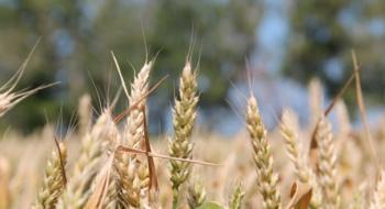 При поєднанні генетики та агропрактики врожай пшениці можна збільшити на 51% Рис.1