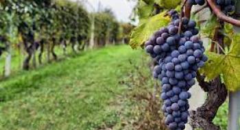 У виноградарів черга на тепличну ягоду, ціни зросли на 80% Рис.1
