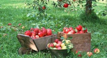 Україна через окупацію втратила 5% яблуневих садів Рис.1