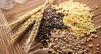Урожай зернових і олійних прогнозується на рівні 65-67 млн т Рис.1