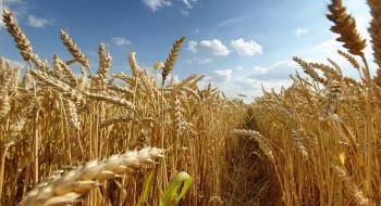 Урожайність пшениці на Черкащині скоротилась на 20% Рис.1