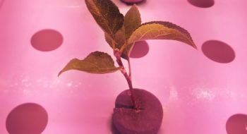 Вирощування саджанців яблуні без ґрунту – у Великоританії проводять інноваційний експеримент Рис.1