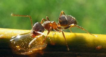 Заміна пестицидів мурахами для захисту врожаю Рис.1