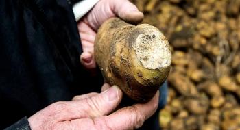 Біосенсор виявляє приховану гниль у картоплі Рис.1