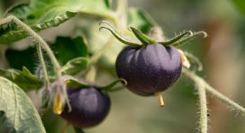 Генетично модифіковані фіолетові помідори з'являться в продуктових магазинах США Рис.1