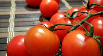 Геноми диких томатів пропонують цінний ресурс для покращення томатів Рис.1