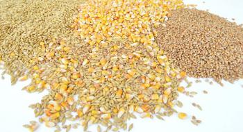 На експорт пішло майже 8 млн т українського зерна Рис.1