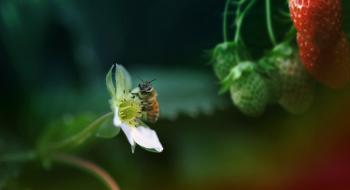 Поодинокі бджоли, які проковтнули пестициди стали повільнішими,- дослідження Рис.1