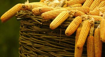 USDA збільшило прогноз урожаю пшениці та кукурудзи в Україні Рис.1
