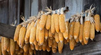 В Україні зростають ціни на кукурудзу Рис.1