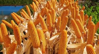 В Україні зростають ціни на кукурудзу Рис.1