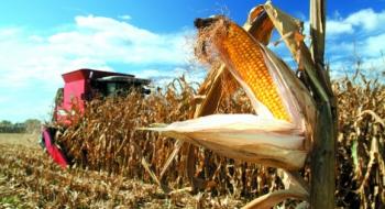 Вінниччина збере на 15% менше кукурудзи Рис.1