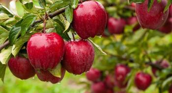 WAPA погіршила прогноз врожаю яблук у Європі Рис.1