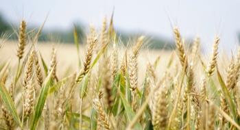 За 18 днів вересня Україна експортувала 4 млн т агропродукції Рис.1
