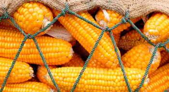 Закупівельні ціни на кукурудзу в портах України залишаються на рівні 7000-7300 грн/т Рис.1