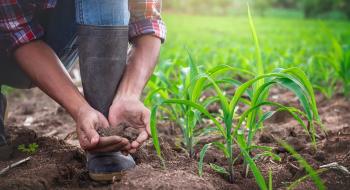 Чому вологість ґрунту більше говорить про врожайність, ніж кількість опадів Рис.1