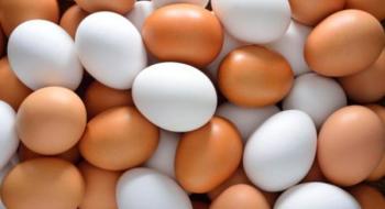 Ціна на яйця у листопаді має стабілізуватися – Мінагрополітики Рис.1