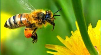 Допомога для бджолярів, що служать в ЗСУ, та тих, хто втратив пасіку через війну: куди звертатись? Рис.1