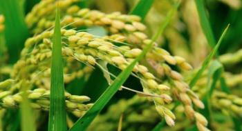 Дослідники отримали нове досягнення в біологічній фіксації азоту в рисі Рис.1