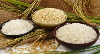Новий мутант рису з низькою вагою зерна впливає на розмір зерна, регулюючи експресію GW7 Рис.1