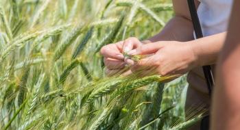  Перспективи озимої пшениці у новому сезоні Рис.1