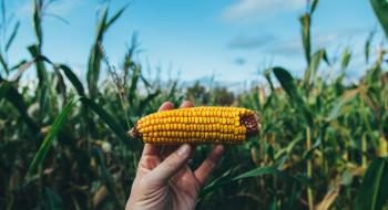 Попит на українську кукурудзу залишається стабільним завдяки затримці збирання Рис.1