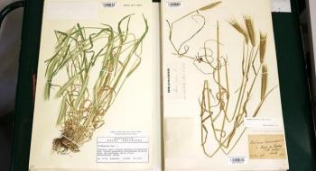 Пшениця крізь віки. У Лондоні почали досліджувати геноми зернових для відновлення стійкості сортів Рис.1