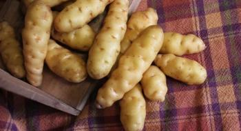 У Канаді виростили один з найстаріших сортів картоплі в світі Рис.1