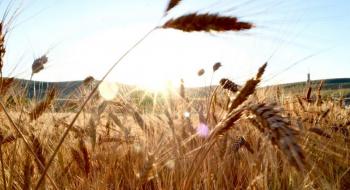 У вересні відправки пшениці з України зросли до 2 млн тонн Рис.1