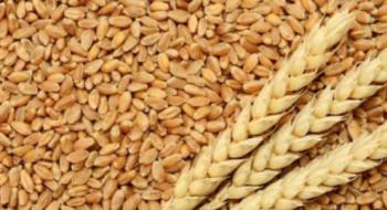 Україна відправила зерно до Афганістану як гуманітарну допомогу Рис.1