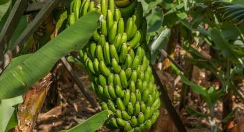 Вчені відшаровують стародавні шари бананової ДНК, щоб розкрити «загадкових предків» Рис.1