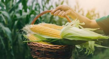 Вперше за роки незалежності експорт насіння гібридної кукурудзи перевищив імпорт Рис.1