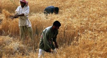 Запаси пшениці в Індії впали до мінімуму за 14 років, - огляд іноземних ЗМІ за 14 жовтня 2022 року Рис.1