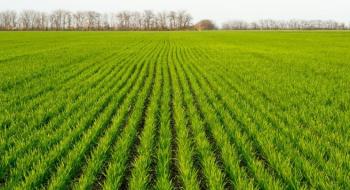 Agricom Group посіяв в оптимальні строки 90% площ під озимою пшеницею Рис.1