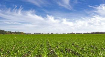 Агрохолдинг ІМК суттєво збільшив площі під озимою пшеницею Рис.1