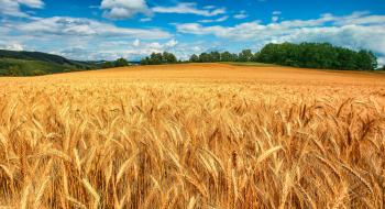 Ціни на пшеницю, сою та кукурудзу дещо відновилися на тлі переговорів між ООН та рф про подальшу роботу зернового коридору Рис.1