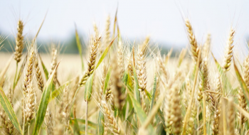 Кенія отримала другу партію пшениці з України, - огляд іноземних ЗМІ за 26-27 листопада 2022 року Рис.1