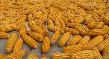 Молдова втратила 90% урожаю кукурудзи Рис.1