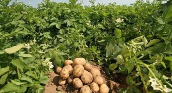Нова технологія Е-kakashi допоможе узбецьким фермерам підвищити врожайність картоплі Рис.1