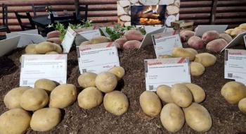 Нові сорти картоплі нідерландської селекції з'являться у держреєстрі України Рис.1