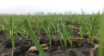 Погода в Аргентині не сприяє сівбі, а в Україні – збиранню врожаю кукурудзи Рис.1