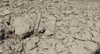Посуха в Аргентині катастрофічно вдарила по зернових Рис.1