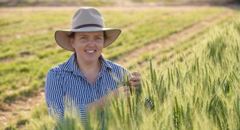Програма селекції для покращення жаростійкості пшениці Рис.1
