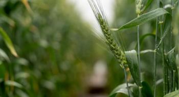 Рекордно низький рівень якості озимої пшениці в США додає занепокоєння напруженому ринку, – огляд іноземних ЗМІ за 01 листопад 2022 року Рис.1