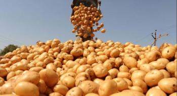 У зоні NEPG виробництво картоплі зменшиться на 6%, - огляд іноземних ЗМІ за 15 листопада 2022 року Рис.1